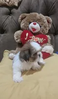 no name, a male Shih Tzu for sale in Adelanto, CA – 2 of 10