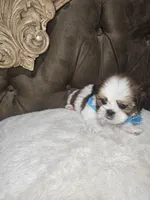 No name, a male Shih Tzu for sale in Adelanto, CA – 9 of 10