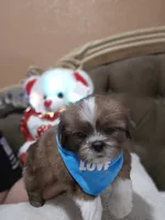 No name, a male Shih Tzu for sale in Adelanto, CA – 8 of 10