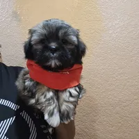 No name, a male Shihpoo for sale in Adelanto, CA – 4 of 10
