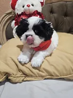 No name , a male Shih Tzu for sale in Adelanto, CA – 2 of 10