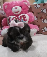 No name, a female Shih Tzu for sale in Adelanto, CA – 6 of 10