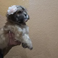 No name , a female Shihpoo for sale in Adelanto, CA – 7 of 10