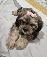 No name, a female Shihpoo for sale in Adelanto, CA – 2 of 10