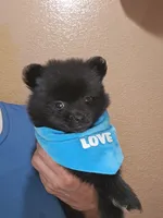 No name , a male Pomeranian for sale in Adelanto, CA – 6 of 6