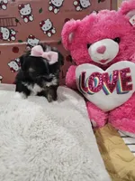 No name, a female Shih Tzu for sale in Adelanto, CA – 10 of 10