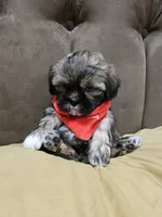 No name, a male Shihpoo for sale in Adelanto, CA – 2 of 10