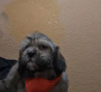 No name, a male Shihpoo for sale in Adelanto, CA – 4 of 10
