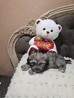 No name, a male Shihpoo for sale in Adelanto, CA – 5 of 10