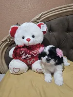 No name, a female Shih Tzu for sale in Adelanto, CA – 10 of 10