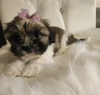 no name, a female Shih Tzu for sale in Adelanto, CA – 7 of 10