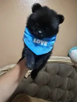 No name , a male Pomeranian for sale in Adelanto, CA – 2 of 6
