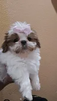No name , a female Shih Tzu for sale in Adelanto, CA – 9 of 10