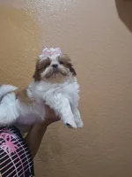 No name , a female Shih Tzu for sale in Adelanto, CA – 7 of 10