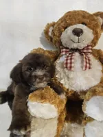 no name, a male Shihpoo and Shih Tzu for sale in Adelanto, CA – 2 of 10