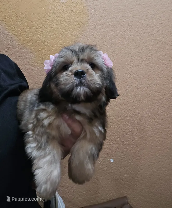 No name – Shihpoo puppy for sale in Adelanto, CA
