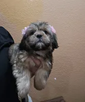 No name, a female Shihpoo for sale in Adelanto, CA – 1 of 10