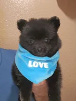No name , a male Pomeranian for sale in Adelanto, CA – 4 of 6