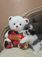 No name, a female Shihpoo and Poodle - Standard  for sale in Adelanto, CA – 9 of 10