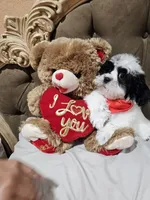 No name, a male Shihpoo for sale in Adelanto, CA – 5 of 10