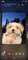 No name, a female Shih Tzu for sale in Adelanto, CA – 10 of 10