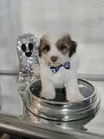 No name, a male Shihpoo and Shih Tzu for sale in Adelanto, CA – 4 of 10