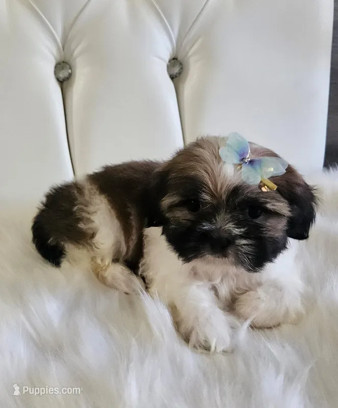 no name – Shih Tzu puppy for sale in Adelanto, CA