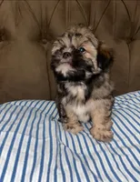 No name , a male Shihpoo and Shih Tzu for sale in Adelanto, CA – 6 of 10