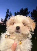 No name, a female Shih Tzu for sale in Adelanto, CA – 8 of 10