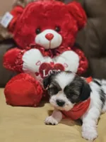 No name, a male Shih Tzu for sale in Adelanto, CA – Photo 6 of 10