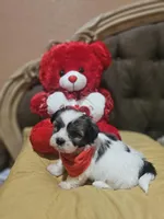 No name, a male Shih Tzu for sale in Adelanto, CA – Photo 4 of 10