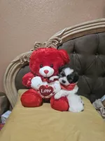 No name, a male Shih Tzu for sale in Adelanto, CA – Photo 5 of 10