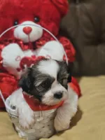 No name, a male Shih Tzu for sale in Adelanto, CA – Photo 9 of 10