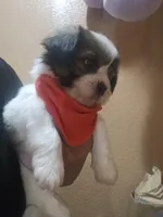 No name, a male Shih Tzu for sale in Adelanto, CA – Photo 1 of 10