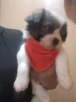 No name, a male Shih Tzu for sale in Adelanto, CA – Photo 3 of 10