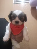 No name, a male Shih Tzu for sale in Adelanto, CA – Photo 2 of 10