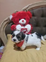 No name, a male Shih Tzu for sale in Adelanto, CA – Photo 8 of 10