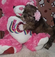 No name, a female Shih Tzu for sale in Adelanto, CA – 2 of 10