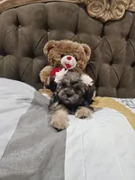 No name, a female Shihpoo and Poodle - Standard  for sale in Adelanto, CA – 8 of 10