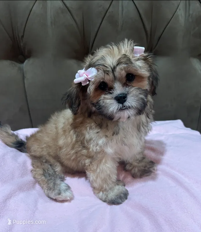 No name – Shihpoo, Shih Tzu puppy for sale in Adelanto, CA