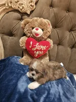 No name , a male Shih Tzu for sale in Adelanto, CA – 9 of 10