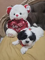 No name , a male Shih Tzu for sale in Adelanto, CA – 8 of 10