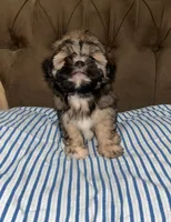 No name , a male Shihpoo and Shih Tzu for sale in Adelanto, CA – 3 of 10