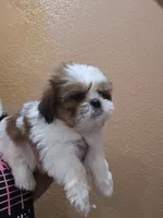 no name, a male Shih Tzu for sale in Adelanto, CA – 10 of 10