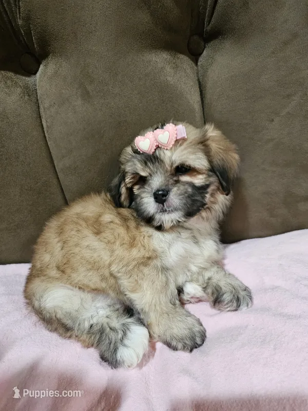 No name  – Shihpoo puppy for sale in Adelanto, CA