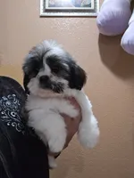 No name, a female Shihpoo and Poodle - Standard  for sale in Adelanto, CA – 3 of 10