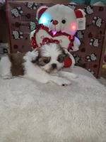 No name, a female Shih Tzu for sale in Adelanto, CA – 10 of 10