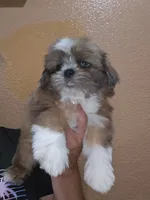 No name , a male Shih Tzu for sale in Adelanto, CA – 6 of 10