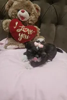No name , a female Shih Tzu for sale in Adelanto, CA – 2 of 10