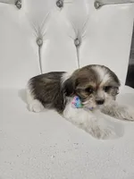 No name , a male Shih Tzu for sale in Adelanto, CA – 5 of 10